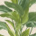 Green Green