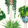 Parakeet