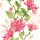 Cerise