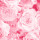 Rose Pink Rose Pink