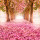 Rose Pink