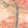 Geranium