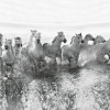 Anaglypta Wall Mural White Horses - 8 Panel (384cm x 260cm)
