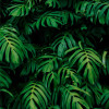 Origin Murals Rainforest Leaves Mural Emerald - Medium (300cm x 240cm)