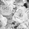 Origin Murals Petals Mural Dove Grey - Medium (300cm x 240cm)