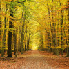 Origin Murals Autumn Forest Mural Spice - Medium (300cm x 240cm)